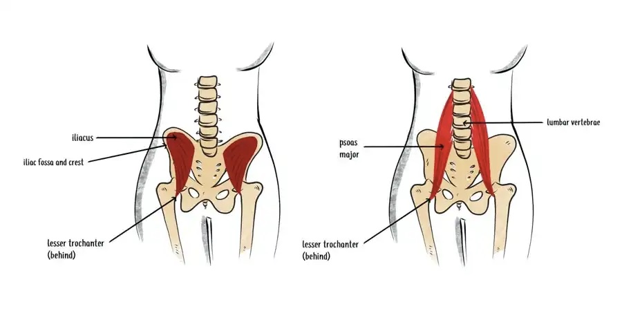 Diagram depicting areas of the back.